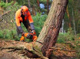 Leaf Removal in Trenton, TN